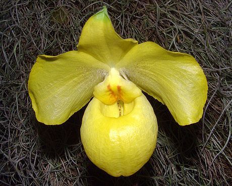 Apricot Orange Paphiopedilum (Paphiopedilum armeniacum)