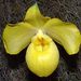 Paphiopedilum armeniacum - Photo (c) Orchi, algunos derechos reservados (CC BY-SA)