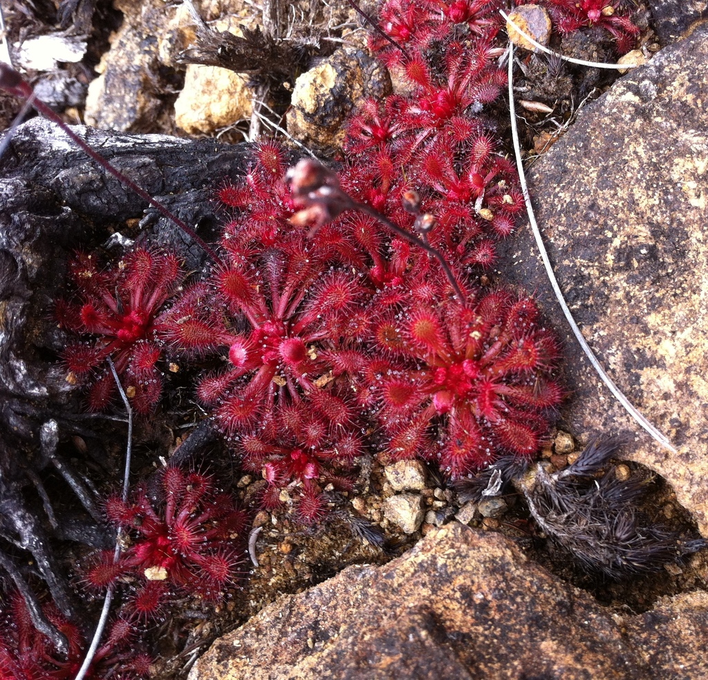 Drosera ultramafica, Gunung Katopas, Tojo Una-Una Regency, Central Sulawesi, Indonesia