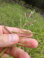 Paspalum malacophyllum
