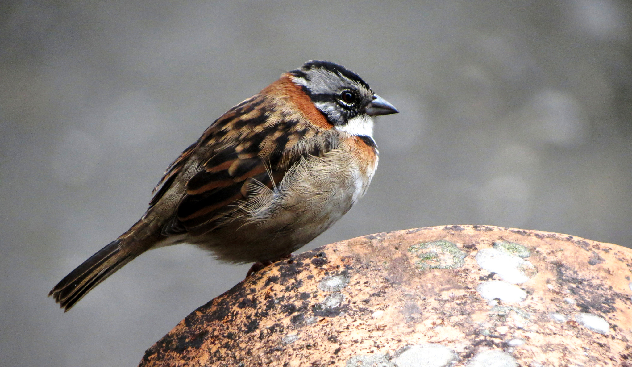 Zonotrichia image