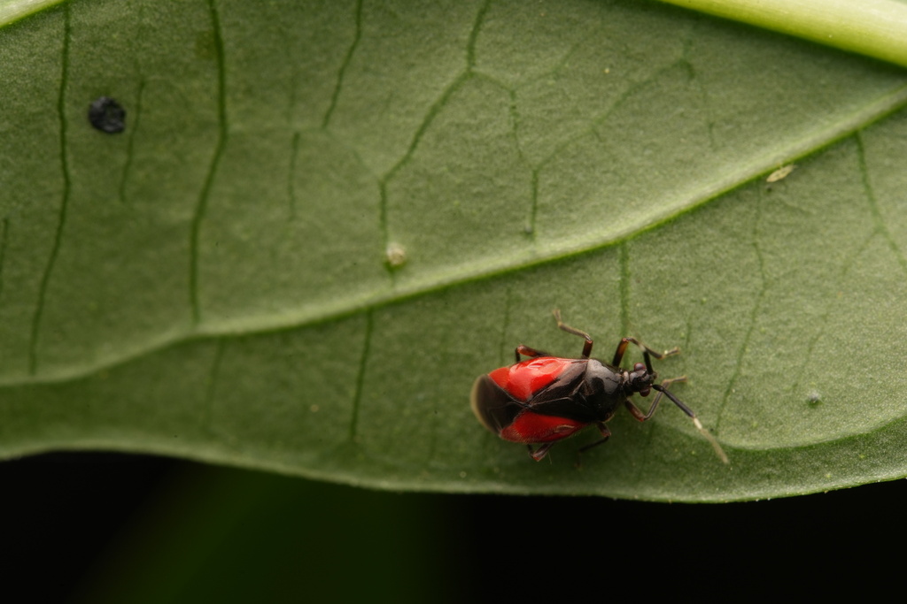 Pachymeroceroides novabadensis