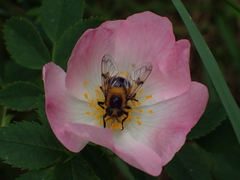 Volucella bombylans