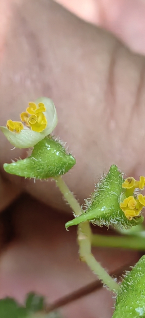 Tuberous begonia