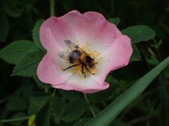 Volucella bombylans