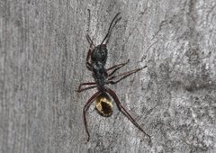 Camponotus suffusus bendigensis