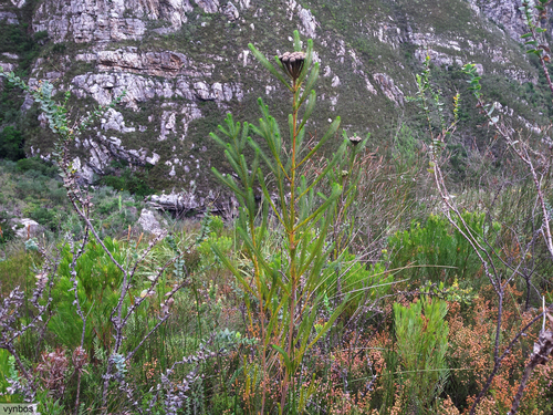 Berzelia albiflora (Berzelia albiflora)