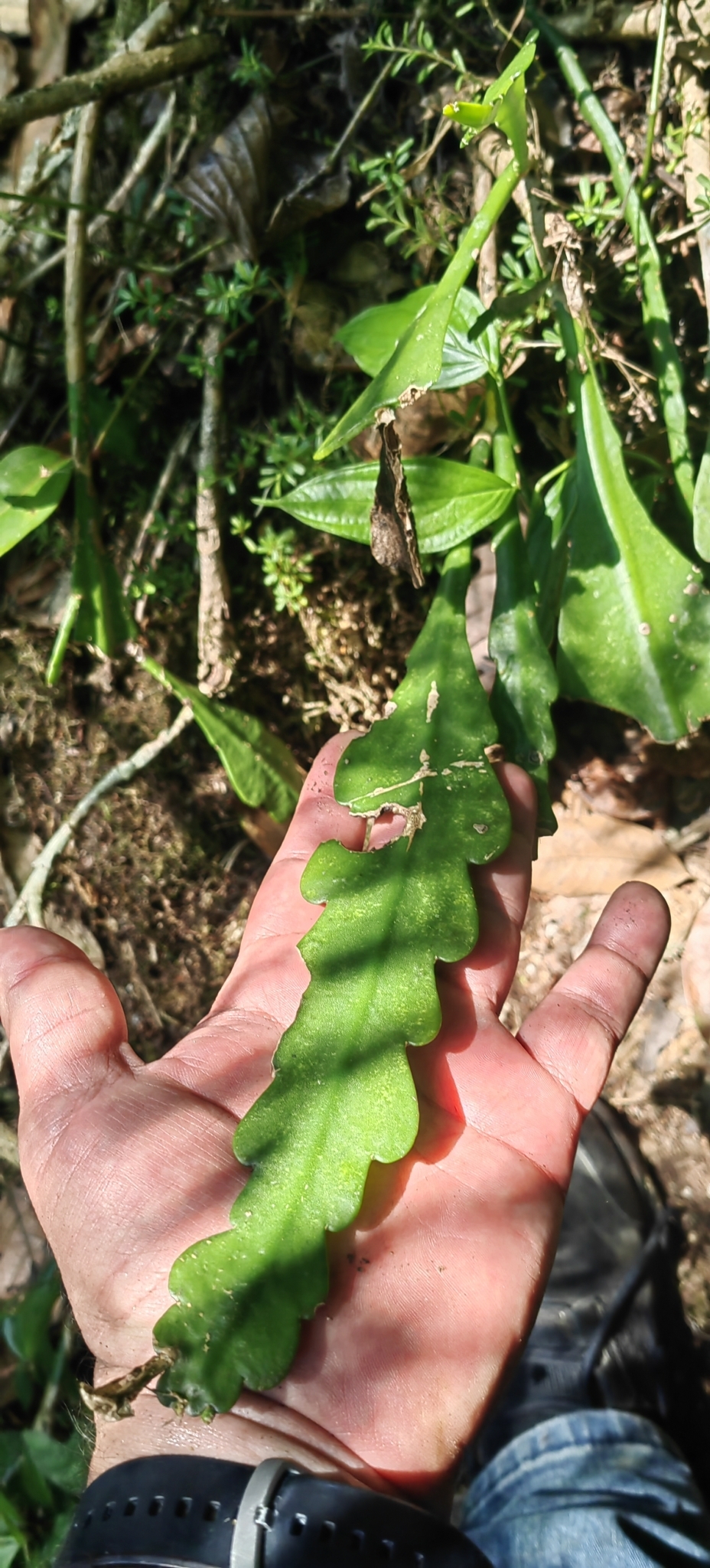 Imagem de Cacto-orquídea