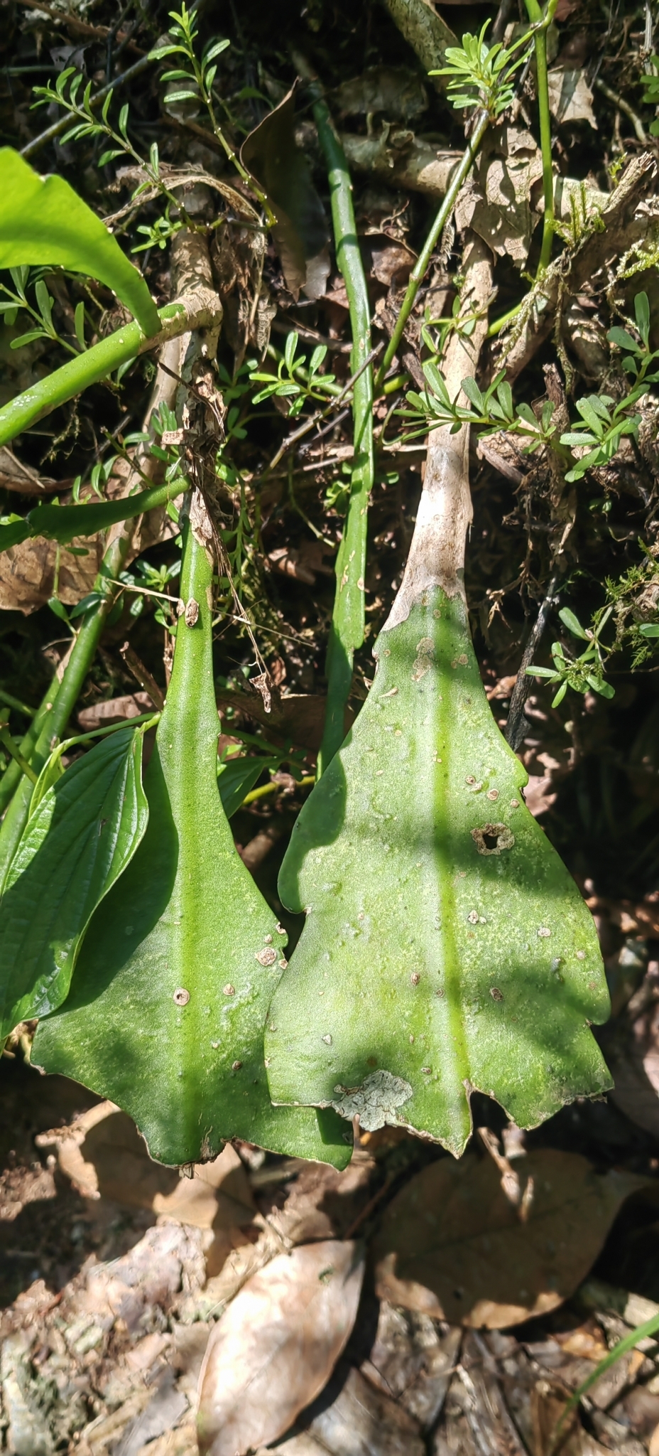 Imagem de Cacto-orquídea