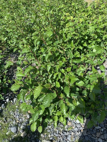 jelša zelená (Alnus alnobetula)