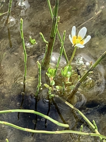 močiarka niťovitolistá (Ranunculus trichophyllus)