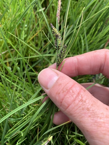 ostrica čierna (Carex nigra)