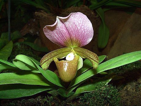 Charlesworth Paphiopedilum