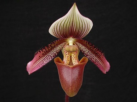 Short Haired Paphiopedilum (Paphiopedilum ciliolare)