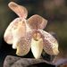 Paphiopedilum concolor - Photo (c) Orchi,  זכויות יוצרים חלקיות (CC BY-SA)