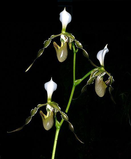Lan Hai (Paphiopedilum dianthum)