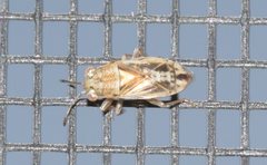 Germalus victoriae