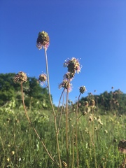 Sanguisorba minor balearica