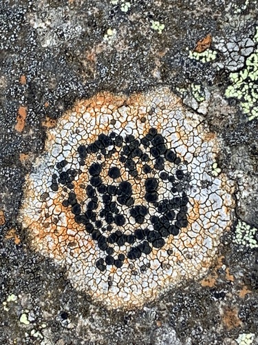 porpídia kôrovitá (Porpidia crustulata)