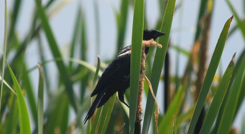 Red-winged Blackbird