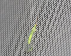 Plesiochrysa ramburi