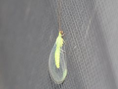 Plesiochrysa ramburi