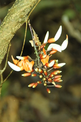Strongylodon celebicus
