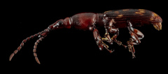 Arrhenodes minutus