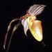 Gland-Bearing Paphiopedilum - Photo (c) Orchi, some rights reserved (CC BY-SA)