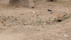 Ammodramus aurifrons