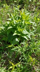 Scrophularia lanceolata