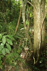 Strongylodon celebicus