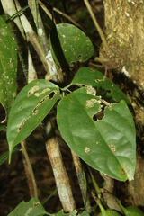 Strongylodon celebicus