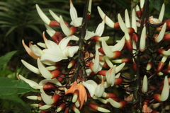 Strongylodon celebicus