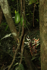 Strongylodon celebicus