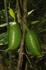Strongylodon celebicus