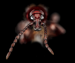Arrhenodes minutus