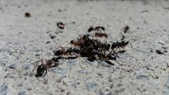 Camponotus xerxes