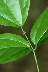 Strongylodon celebicus