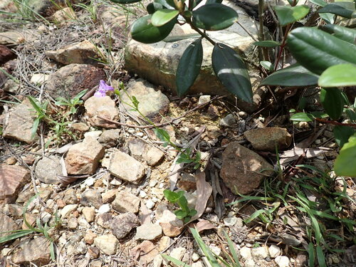 Image of Torenia oblonga by (c) W Rao, some rights reserved (CC BY)
