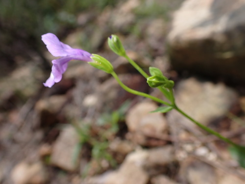 Image of Torenia oblonga by (c) W Rao, some rights reserved (CC BY)