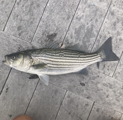 Striped Bass, photo 8 of 8