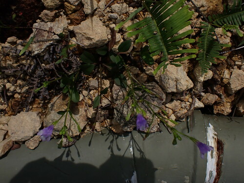 Image of Torenia oblonga by (c) W Rao, some rights reserved (CC BY)