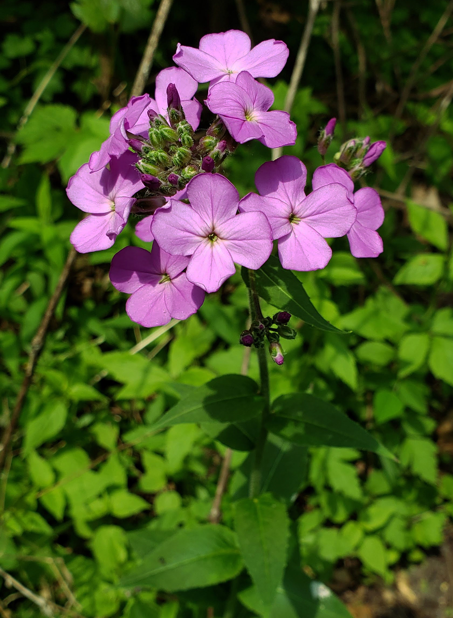 Hesperis