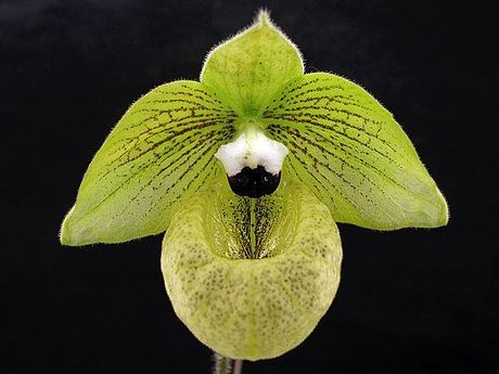 Malipo Paphiopedilum