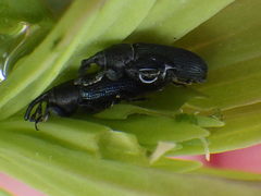 Mecinus janthinus