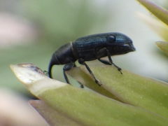 Mecinus janthinus