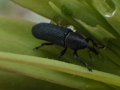 Mecinus janthinus