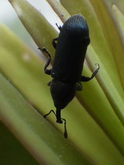 Mecinus janthinus
