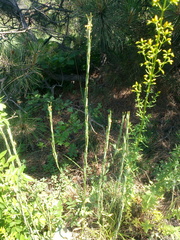 Erysimum cuspidatum